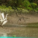 Có một ngôi nhà lớn bên rừng và biển - Nơi con chủ động tắt màn hình - Bật tuổi thơ