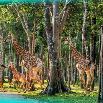 Có một ngôi nhà lớn bên rừng và biển - Nơi con chủ động tắt màn hình - Bật tuổi thơ