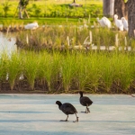 VinWonders Vũ Yên - Tâm điểm giải trí của Vinhomes Royal Island dần lộ diện