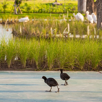 VinWonders Vũ Yên - Tâm điểm giải trí của Vinhomes Royal Island dần lộ diện